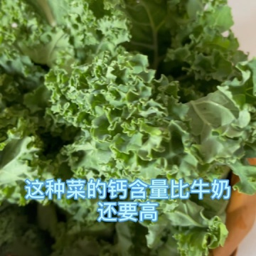 羽衣甘蓝粉
