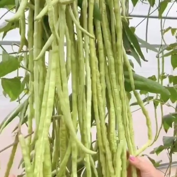 长豇豆