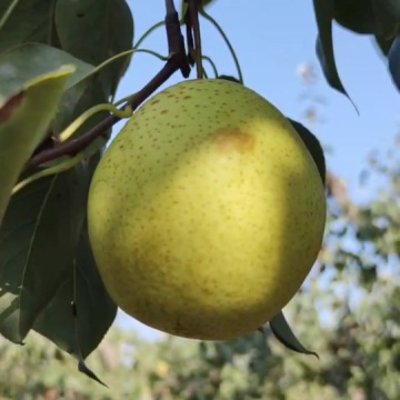 鸭梨