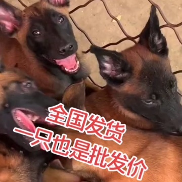 马犬工作犬