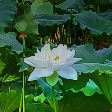 济南大明湖发现第三株并蒂莲