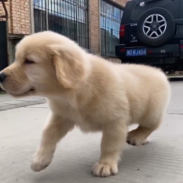 赛级双血统金毛