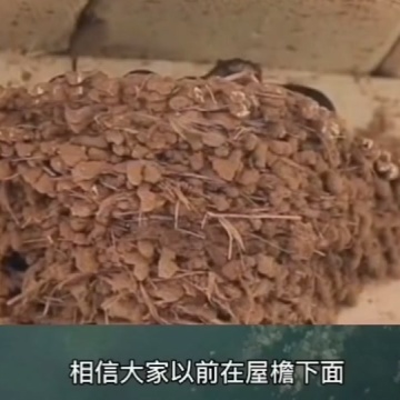 燕子不进苦寒门