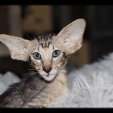 东方短毛猫