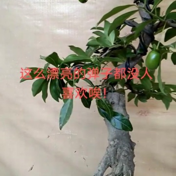 灌木金弹子