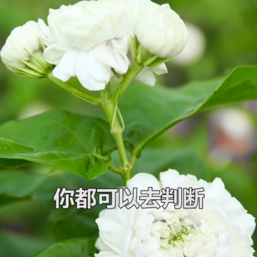 茉莉