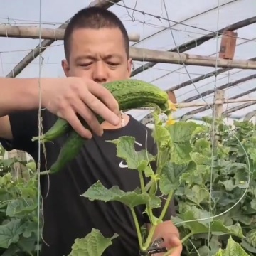 黄瓜种植技术