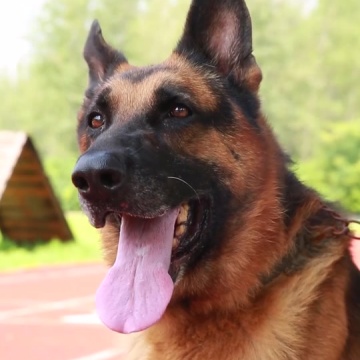 德国牧羊犬