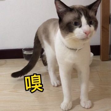 猫咪迷惑行为