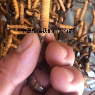 雪域藏之源冬虫夏草