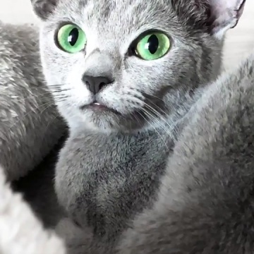 俄罗斯蓝猫
