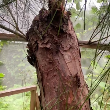 松材线虫病