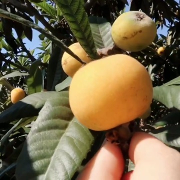 东山白玉枇杷