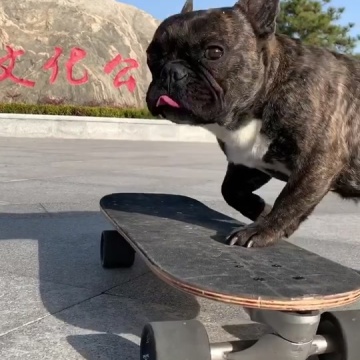 法国斗牛犬