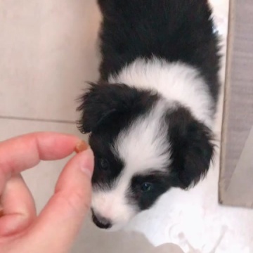 边牧的智商