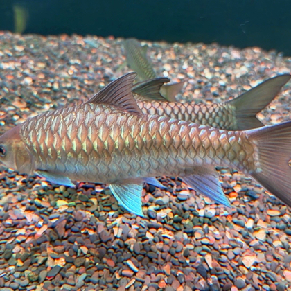 🐟鱼乐圈🐟 群聊头像