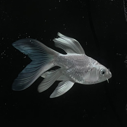 🐟养鱼交流群💖 群聊头像