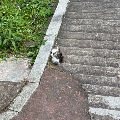 小猫救助群 群聊头像