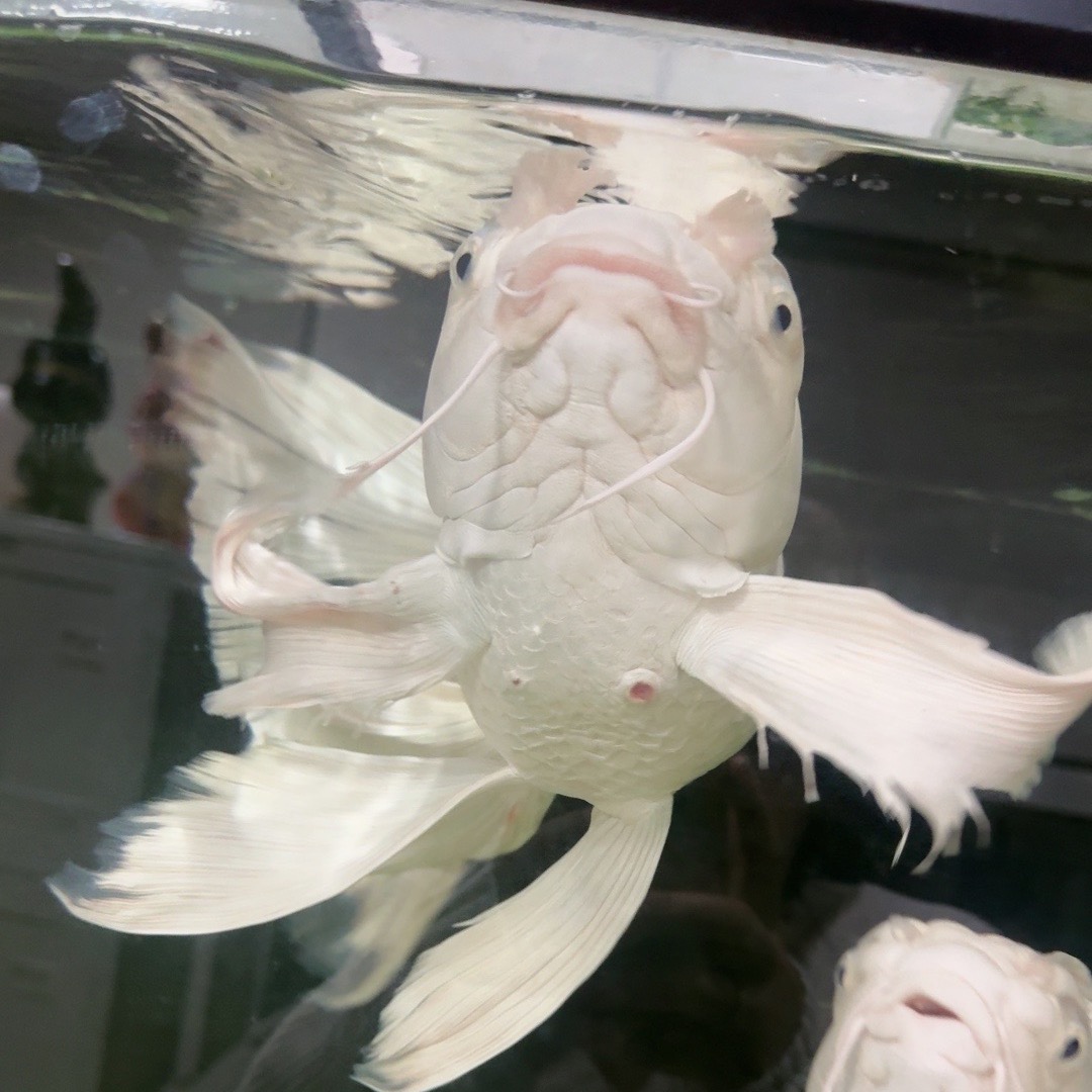 鱼交流群 群聊头像