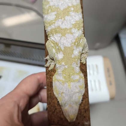 泰坦爬圈 群聊头像