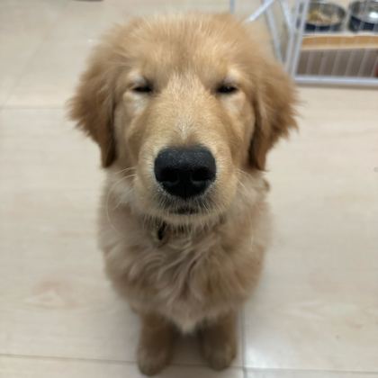 幼犬旺旺交流2 群聊头像