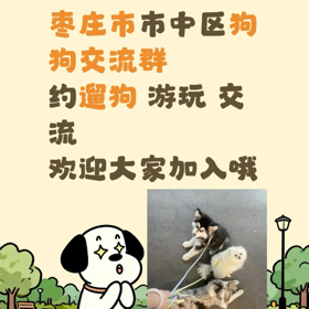 枣庄市市中区狗狗交流群🐶 群聊头像