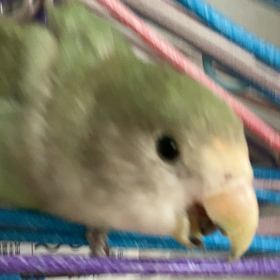 不良少鸟群 群聊头像