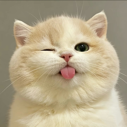 猫猫群 群聊头像