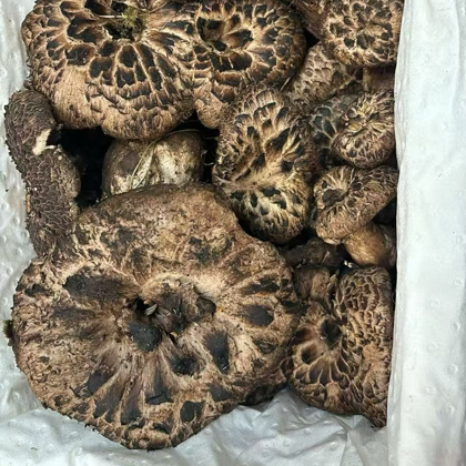 菌子窝窝 群聊头像