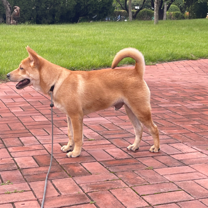 田园犬俱乐部2群 群聊头像