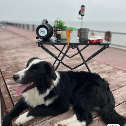 东堤露营⛺️小黑哥 群聊头像
