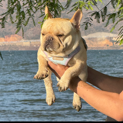 法猪猪粉丝1群 群聊头像