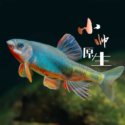 小帅原生鱼交流群 群聊头像