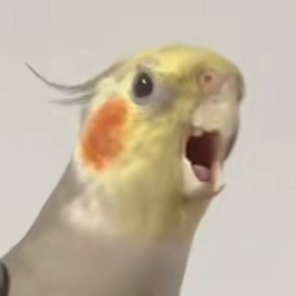 🦜🦜🦜新手交流 群聊头像