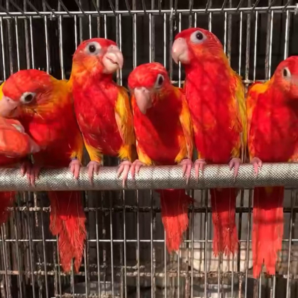 鹦鹉🦜 群聊头像