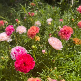 领重瓣太阳花 群聊头像