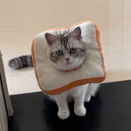 猫猫聚集地 群聊头像
