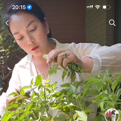 桃子绿植花卉养护群 群聊头像