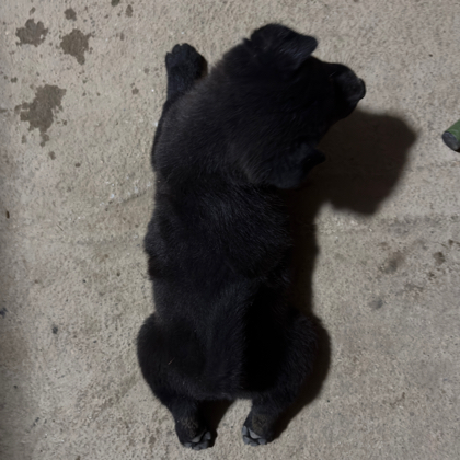 中华田园犬养犬经验交流交友群 群聊头像