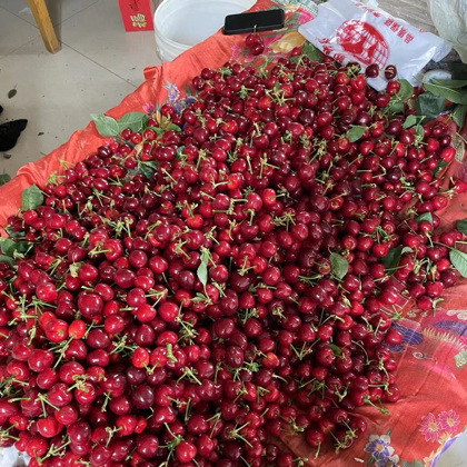 樱桃采摘群 群聊头像