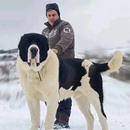 官师傅猛犬俱乐部 群聊头像
