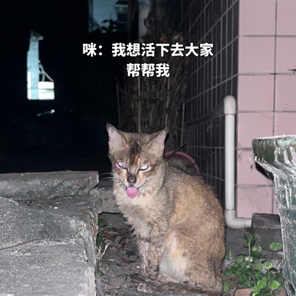 口炎猫咪救助群（众筹中） 群聊头像