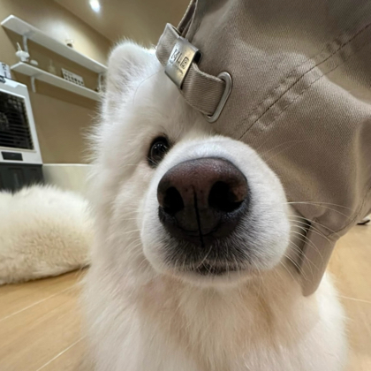登登登 群聊头像