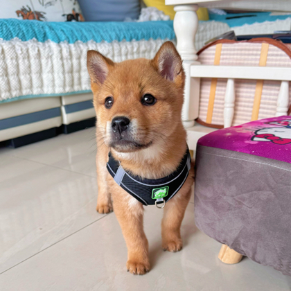 田园犬拿铁粉丝群（一） 群聊头像