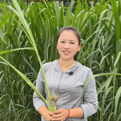 牧草养殖技术群 群聊头像