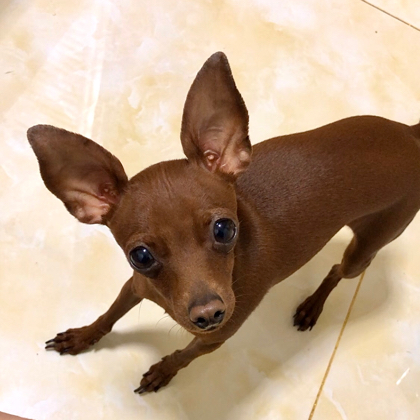 狗狗交流群1️⃣ 群聊头像