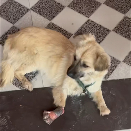 狗狗救助 群聊头像
