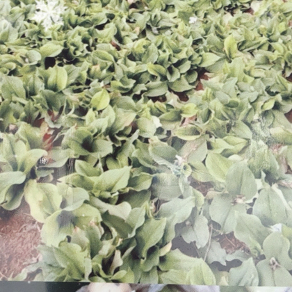 沙姜种植交流群 群聊头像