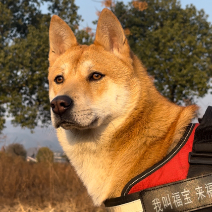 田园犬分享交流群 群聊头像