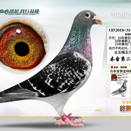 赛鸽交流群 群聊头像